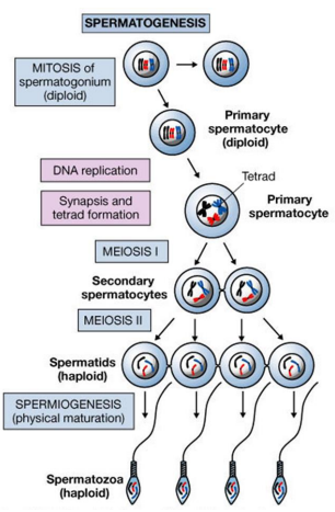 <p>Mitosis</p><p>Meiosis</p><p>Spermiogenesis</p>