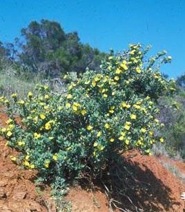 <p>Woody perennial, smaller than a tree, usually with several basal stems</p>