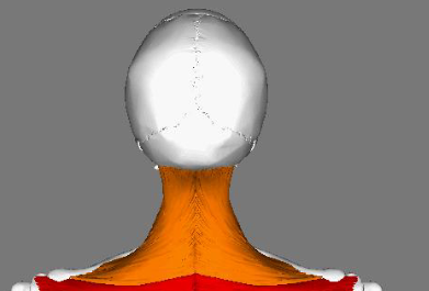 <p>What are the <span style="color: rgb(0, 255, 7);">origins</span> of the&nbsp;<span style="color: rgb(0, 180, 255);">upper fibers</span> of the trapezius?</p>