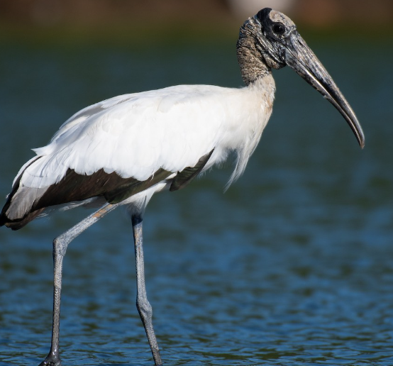 <p>What bird is this?</p>