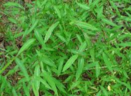 <p>Mary’s grass</p>