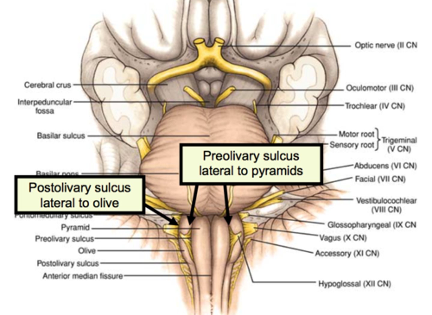 <p>postolivary sulcus</p>