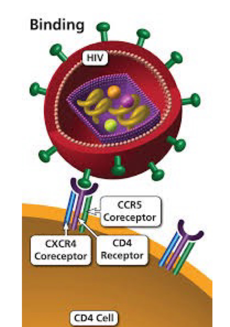 <p>What blocks viral attachment or receptor proteins?</p>