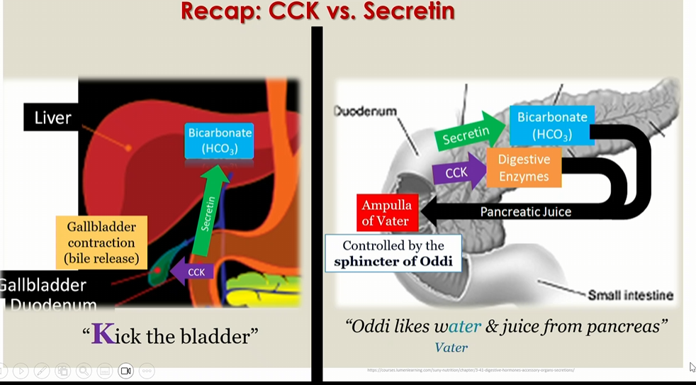 <p>Secretin stimulates bicarbonate</p><p>CCK stimulates the release of digestive enzymes</p><p></p><p>All go into the ampulla of vater </p>