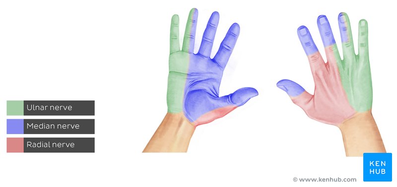 <ul><li><p><strong><mark data-color="purple" style="background-color: purple; color: inherit">sensory loss</mark></strong></p><ul><li><p>ulnar aspect of palmar and dorsal surface</p></li></ul></li><li><p><strong><mark data-color="purple" style="background-color: purple; color: inherit">motor loss:</mark></strong> loss power grip, decr pinch</p><ul><li><p><strong>LOW</strong></p><ul><li><p>adduction and abduction of MCP</p></li><li><p>MCP flex of digits 4-5</p></li><li><p>flex and adduct of thumb</p></li><li><p>abduction, opposition, and flexion of digit 5</p></li></ul></li><li><p><strong>HIGH</strong></p><ul><li><p>flexion of ulnar wrist</p></li><li><p>flex of DIP of digits 4-5</p></li></ul></li></ul></li><li><p><strong><mark data-color="purple" style="background-color: purple; color: inherit">deformity</mark></strong></p><ul><li><p>claw hand</p></li><li><p>flat metacarpal arch</p></li><li><p>froments sign</p></li></ul></li></ul><p></p>
