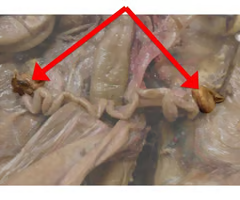 <p>What is the arrow pointing to? What’s it function? </p>