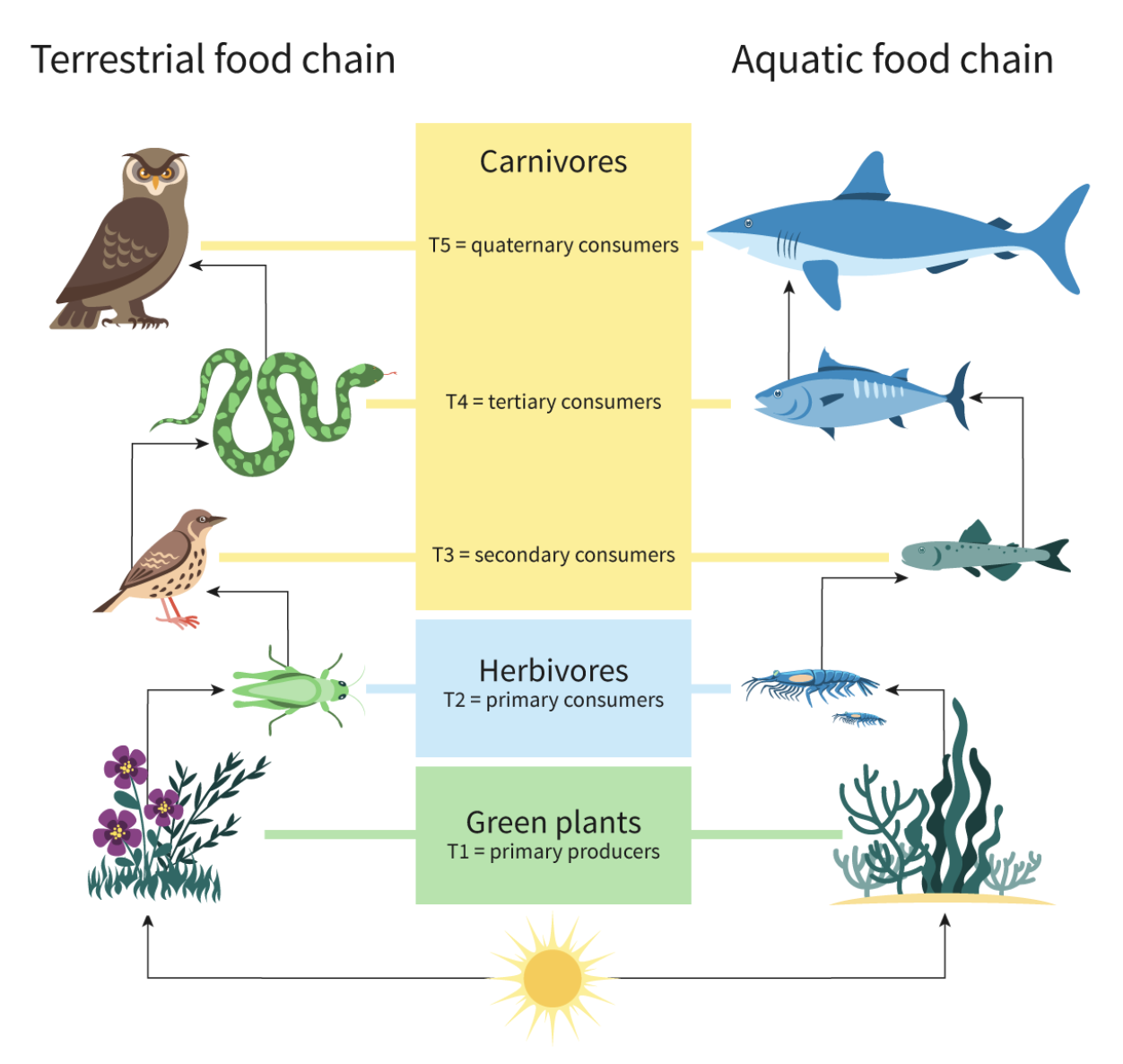 <p><span>Trophic levels</span></p>