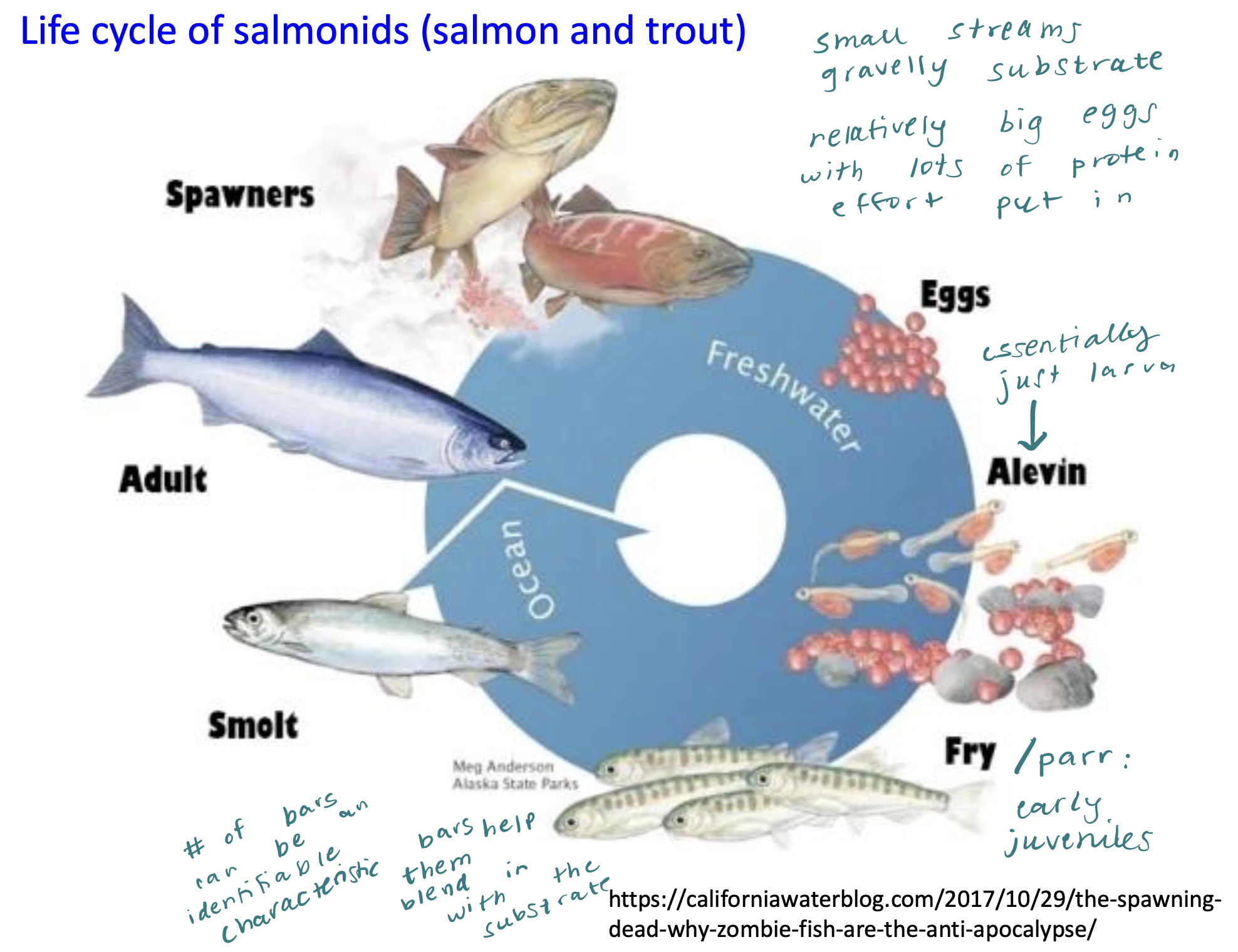 <p>Salmon exhibit an <strong>anadromous</strong> life cycle, spending most of their adult lives in saltwater but migrating to freshwater to spawn.</p><ol><li><p><strong>Egg</strong>: Laid in freshwater redds (nests) in gravel.</p></li><li><p><strong>Alevin</strong>: Hatches from the egg, still possessing a yolk sac for nourishment; remains in the gravel.</p></li><li><p><strong>Fry</strong>: Absorbs the yolk sac and emerges from the gravel to feed independently in freshwater.</p></li><li><p><strong>Parr</strong>: A freshwater juvenile stage characterized by vertical bar markings (parr marks) for camouflage. Spends 1-5 years in freshwater.</p></li><li><p><strong>Smolt</strong>: Undergoes <code>smoltification</code>, a physiological transformation enabling transition to saltwater. Develops silvery coloration and migrates downstream to the ocean.</p></li><li><p><strong>Adult</strong>: Matures in the ocean for 1-7 years, growing significantly.</p></li><li><p><strong>Spawning Adult</strong>: Returns to freshwater to spawn, often in their natal streams; most Pacific salmon species die after spawning (semelparous), while Atlantic salmon may return to the ocean (iteroparous).</p></li></ol><p></p>