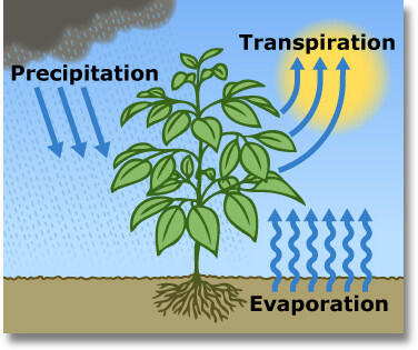 <p>plants absorb water via roots, some evaporate into the atmosphere through stomata</p>