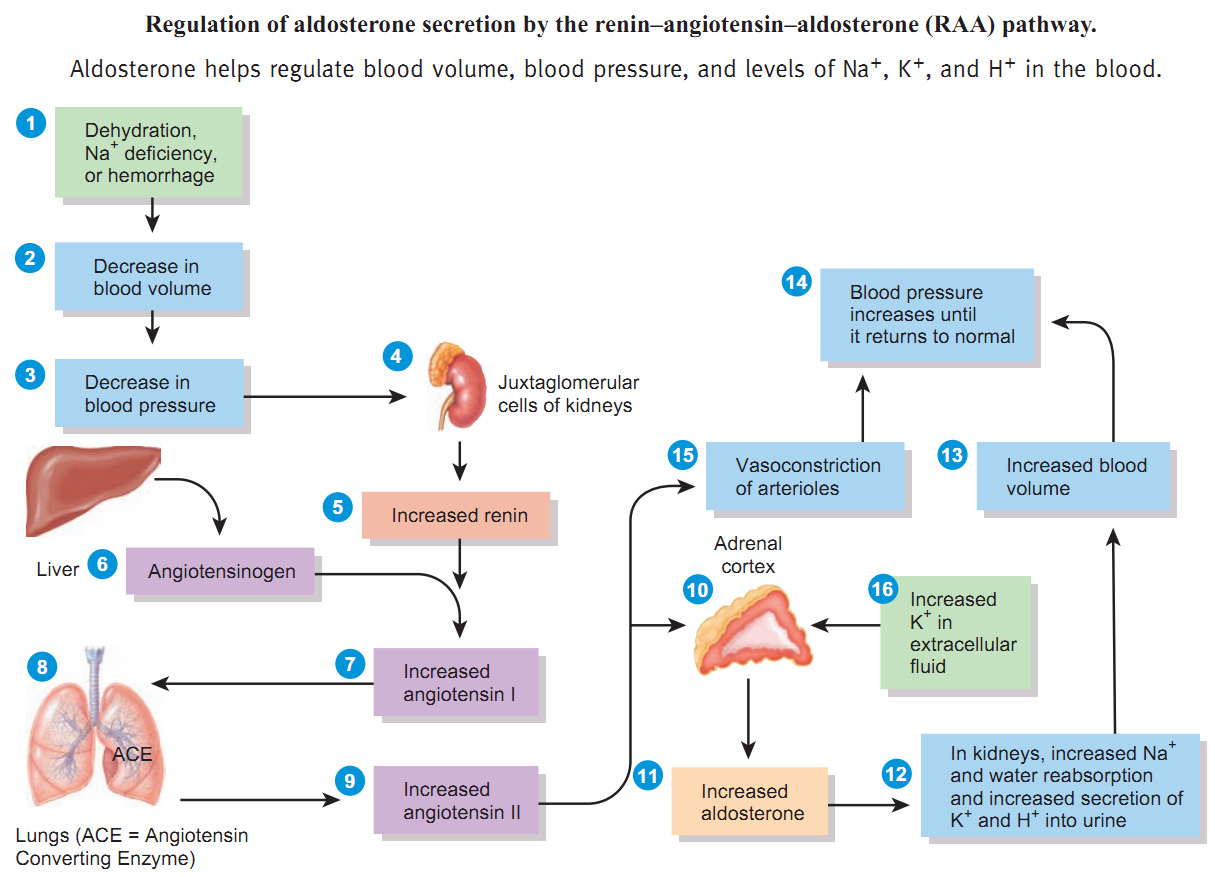 <p>Regulation of Blood Pressure (BP) Continued </p>