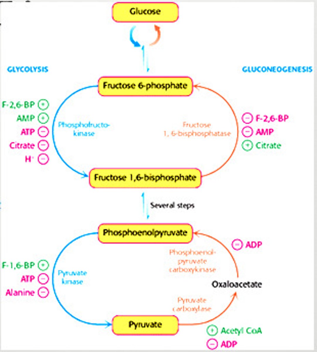 <p>High concentrations of ATP.</p><p>High concentrations of Citrate.</p>