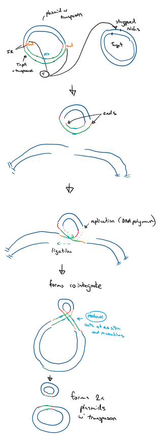 <p>Conservative - cut and paste</p><ul><li><p>transposase cuts target DNA (staggered nick)</p></li><li><p>IS integrates</p></li></ul><p>Replicative - copy and paste</p><ul><li><p>TnpA gene transcribed to make transposase</p></li><li><p>transposase binds to IR and initiates transposition</p><ul><li><p>cuts donor plasmid at ends and makes staggered nicks on target plasmid</p></li></ul></li><li><p>ligation of transposon to target ends</p><ul><li><p>3’ ends replicate through DNA polymerase, replicating the carried genes of the transposon</p></li><li><p>this forms a cointegrate - a single molecule of DNA between the donor and target plasmid (looks like 8)</p><ul><li><p>contains 2x copies of transferred DNA</p></li></ul></li></ul></li><li><p>Resolvase binds to ‘res’ regions on transposon</p><ul><li><p>cuts and recombines forming 2x plasmids with the transposon</p></li></ul></li></ul><p></p>