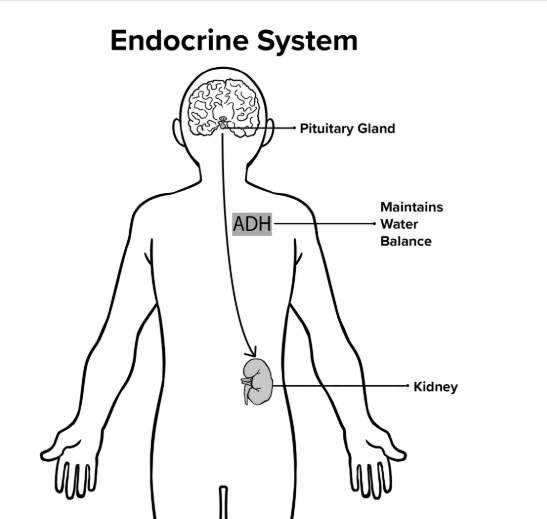 <p>Endocrine system slideshow</p>