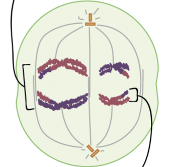<p>Anaphase I</p>
