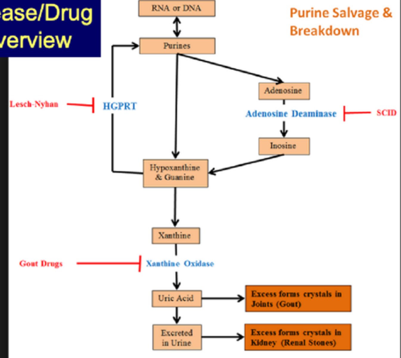 <p>Purines->Adenosine->Inosine w/ ADA (SCIDS if inhibited)<br><br>Inosine or Purine->Hypoxanthine &amp; Guanine->Purines w/HGRPT (Lesch-Nyhan if inhibited)<br><br>Hypoxanthine &amp; Guanine->Xanthine->Uric acid w/Xanthine oxidase (Gout drugs to inhibit)<br><br>Uric acid->excess forms crystals in joints (gout)<br>excreted in urine->excess forms crystals in kidney (rental stones)</p>