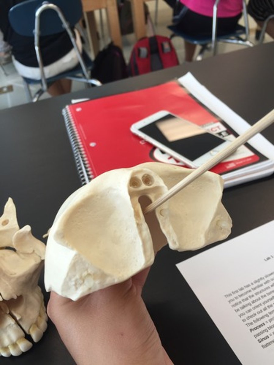 knowt flashcard image