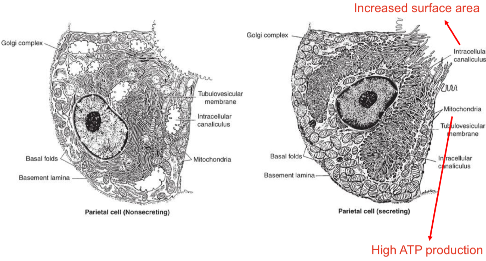 <ul><li><p>Exocrine </p></li><li><p>Secretes HCl </p><ul><li><p>denature protein </p></li><li><p>Activates pepsinogen </p></li><li><p>Kills most ingested microorganisms </p></li><li><p>Solublizes Fe3+, assisting absorption </p></li></ul></li><li><p>Secretes Intrinsic factor </p><ul><li><p>Binds vitamin B12 </p></li><li><p>Triggers absorption in ileum (endocytosis)</p></li></ul></li></ul><p></p>