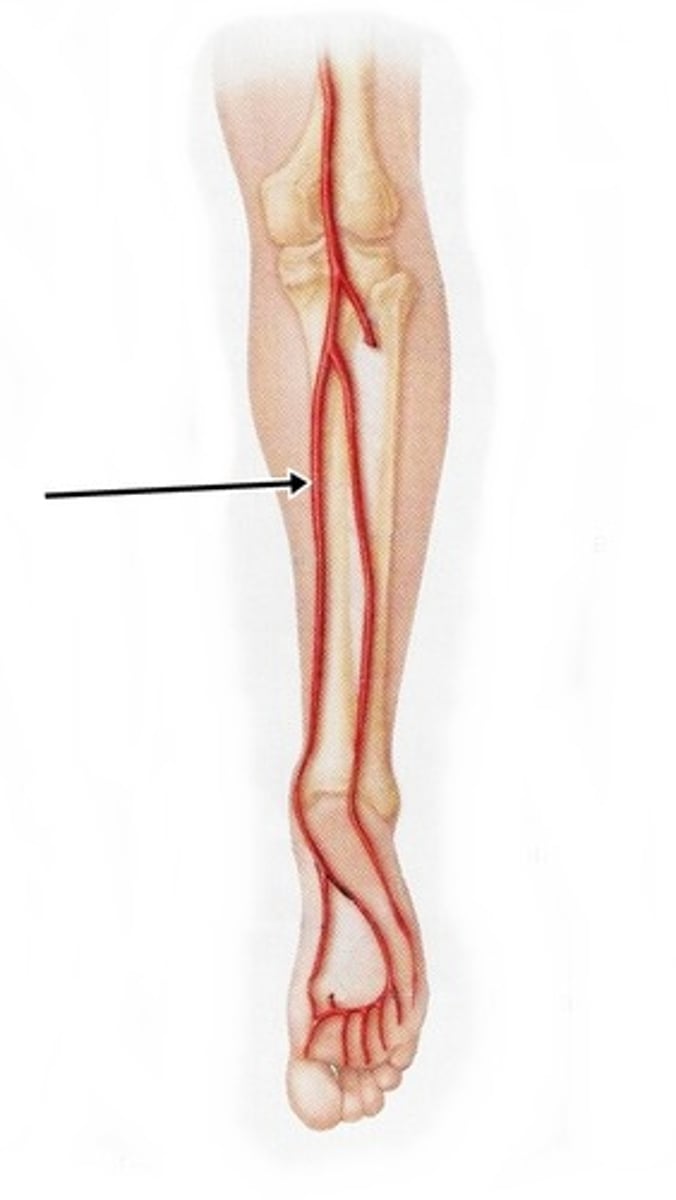 <p>serves the muscles in the posteromedial part of the leg</p>