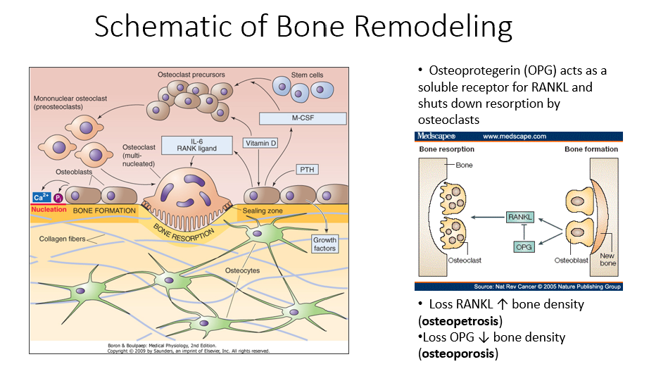 <p>A hormone that signals osteoblasts to start the bone remodeling process.</p>