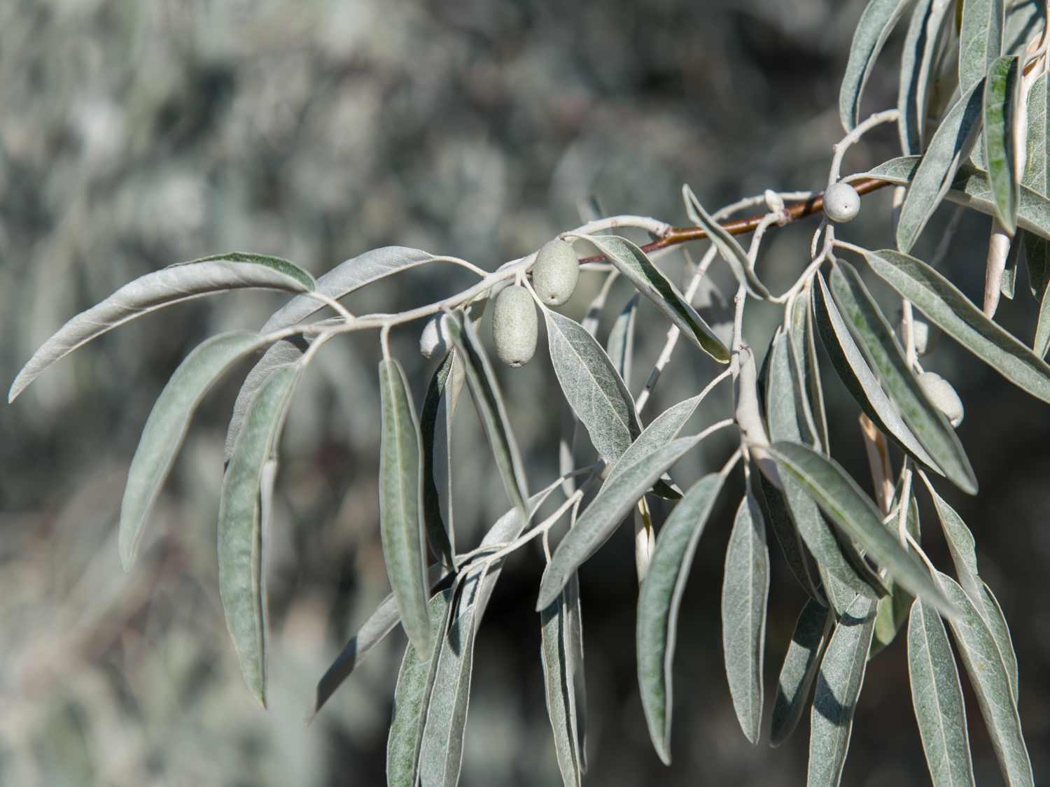 <p><span>Elaeagnus angustifolia. silvery leaves, fruit olives</span></p>