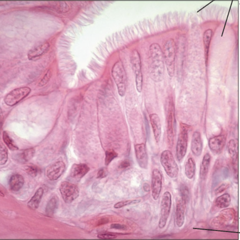<p>what releases mucus in pseudostratified columnar epithelium tissue</p>