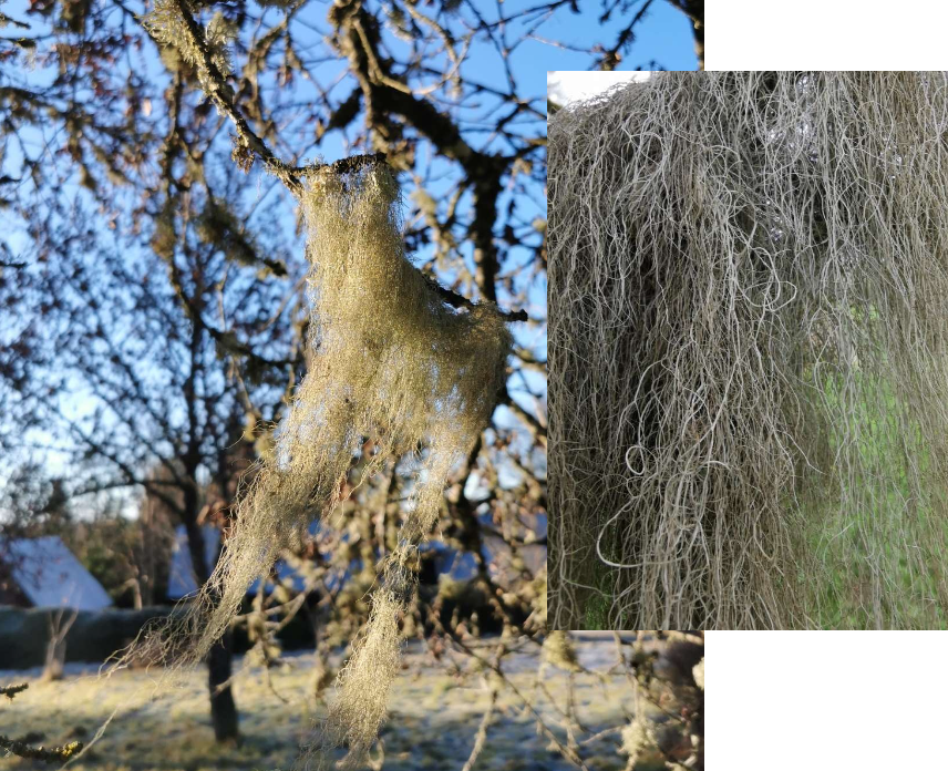 <p>Träd, hänger från grenar. </p>