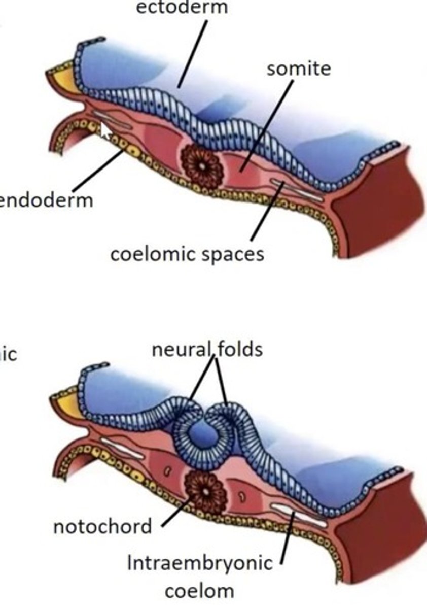 <p>The process where the bilaminar embryonic disc becomes trilaminar, forming the endoderm, mesoderm, and ectoderm.</p>