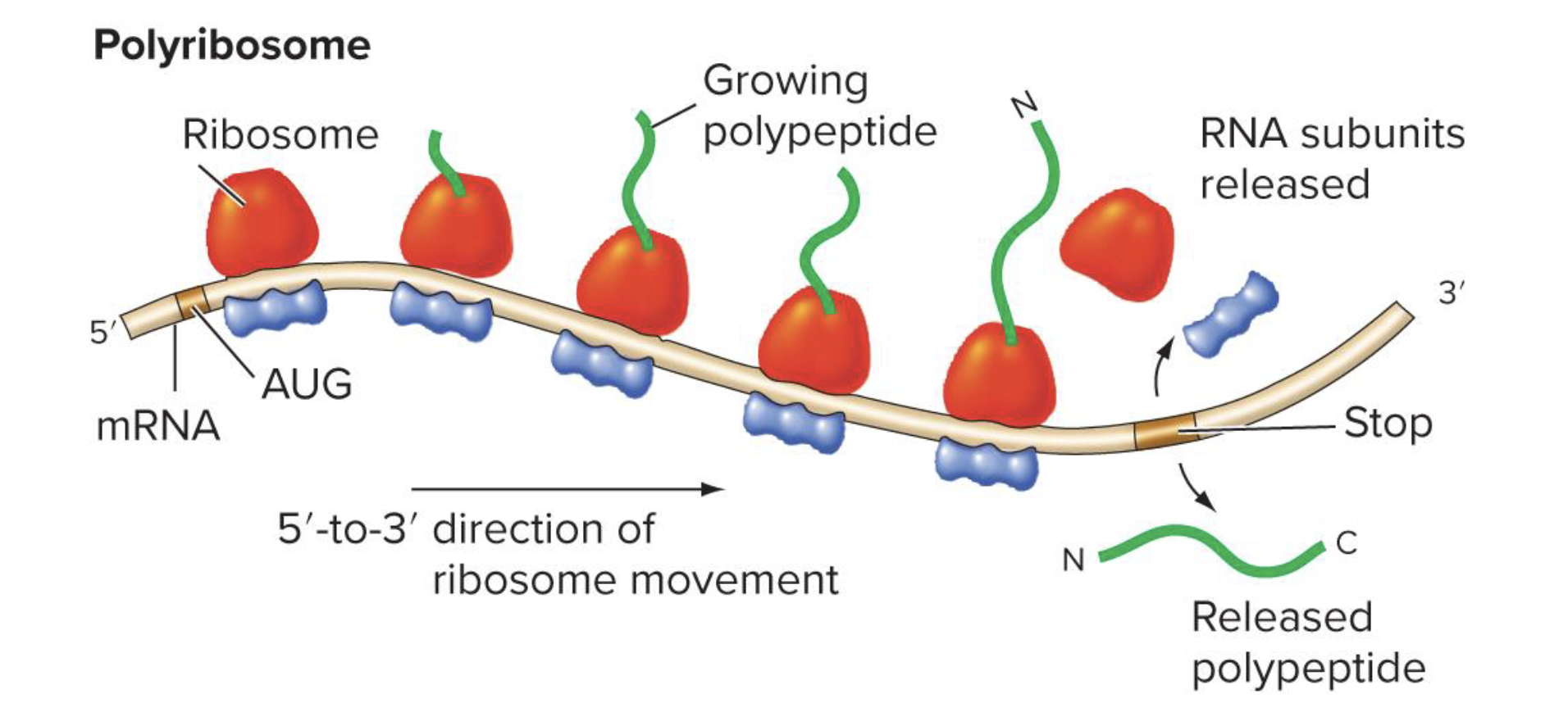 <p>a complex of multiple ribosomes translating the same mRNA </p><ul><li><p>allows simultaneous synthesis of many polypeptide copies from a single mRNA</p></li></ul><p></p>