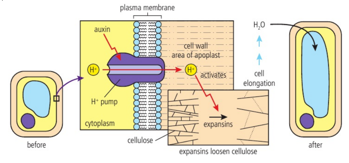 <p>Expansin loosens the hydrogen bonds that cross-link cellulose fibres, allowing the fibres to move past each other into new positions</p><p>Absorption of the water will create high internal turgor pressure, creating the force necessary for the fibres to slide past each other</p><p>Fibres of cellulose make new hydrogen bonds in their new positions</p><p>Result: longer cell walls and elongated cells</p>