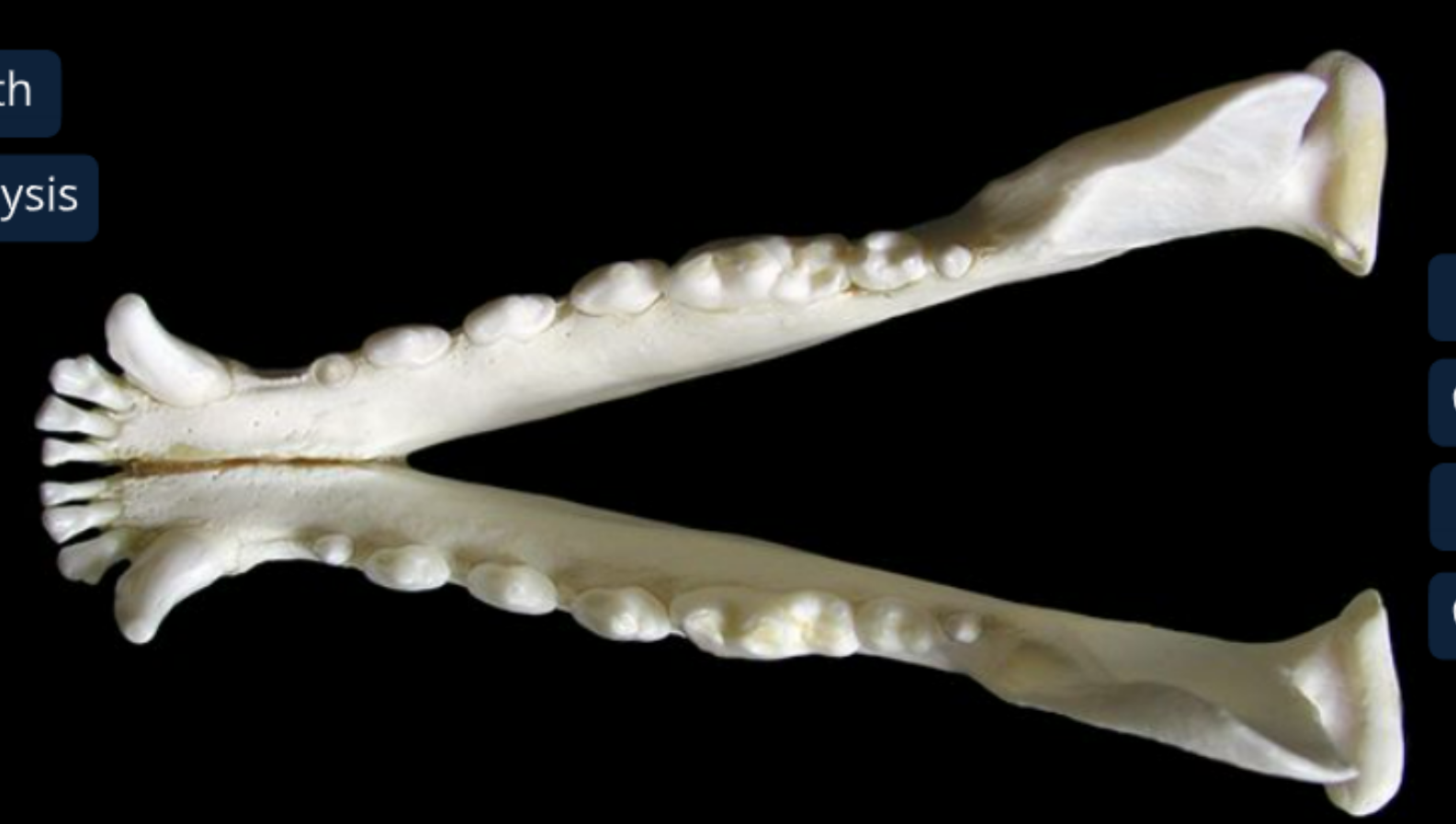 <ol><li><p>intermandibular symphysis: cartilage joint between 2 mandibles </p></li></ol><p></p>