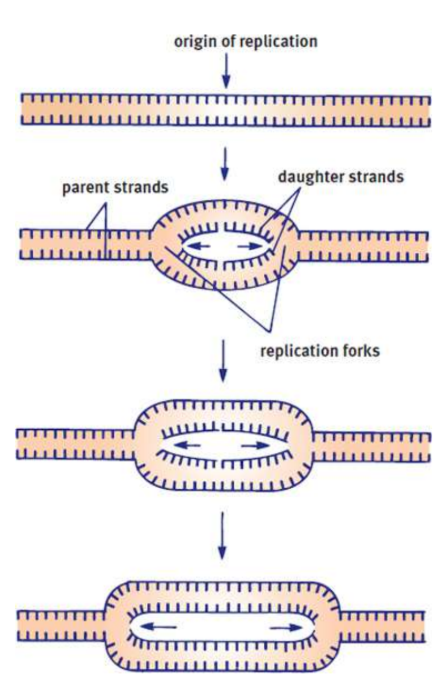 <p>DNA replication extends out to either side of an origin on each strand</p>