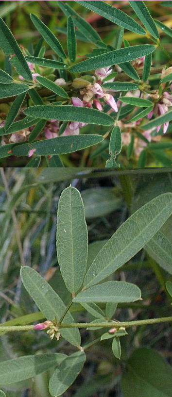 <p>What are the genus and specific epithet of this plant?</p>