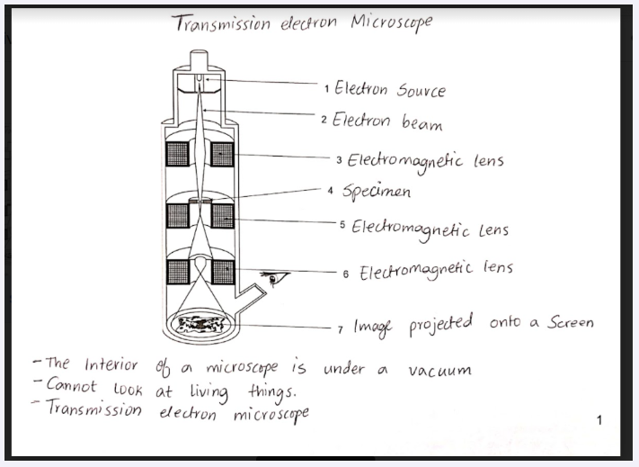 labelled transmission electron microscope