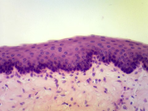 <p>what kind of tissue is this?</p>