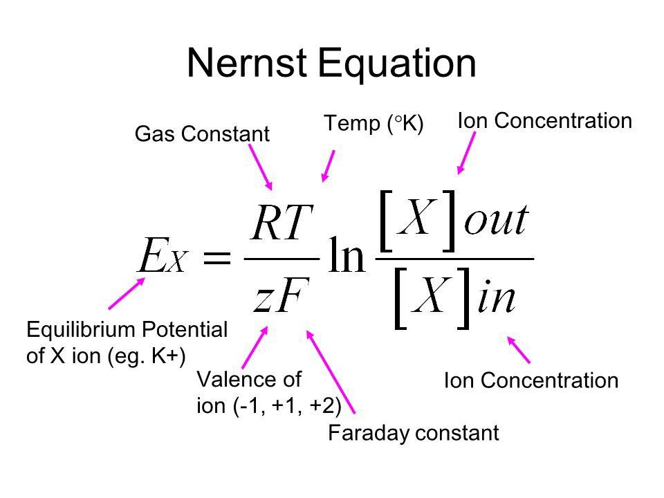 <ul><li><p>translates the chemical gradient in mM to an electrical gradient mV</p></li></ul><p></p>