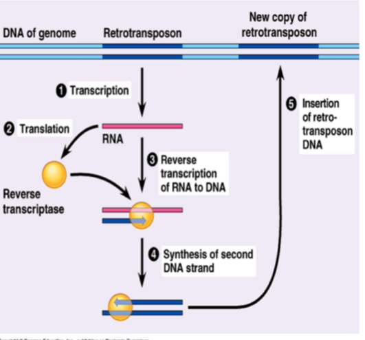 <p>→ encode reverse transcriptase</p><ul><li><p>after transcription, the RNA is converted to DNA + inserted into another part of the genome (using mRNA intermediate)</p></li><li><p>LINEs encode reverse transcriptase, SINEs don’t</p></li><li><p>Alu is a SINE, 11% of human genome, uses LINEs for reverse transcriptase as don’t encode it</p></li></ul><p></p>