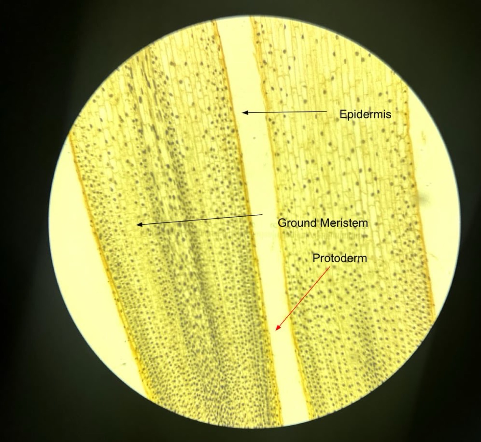 <p>identify the specimen</p>