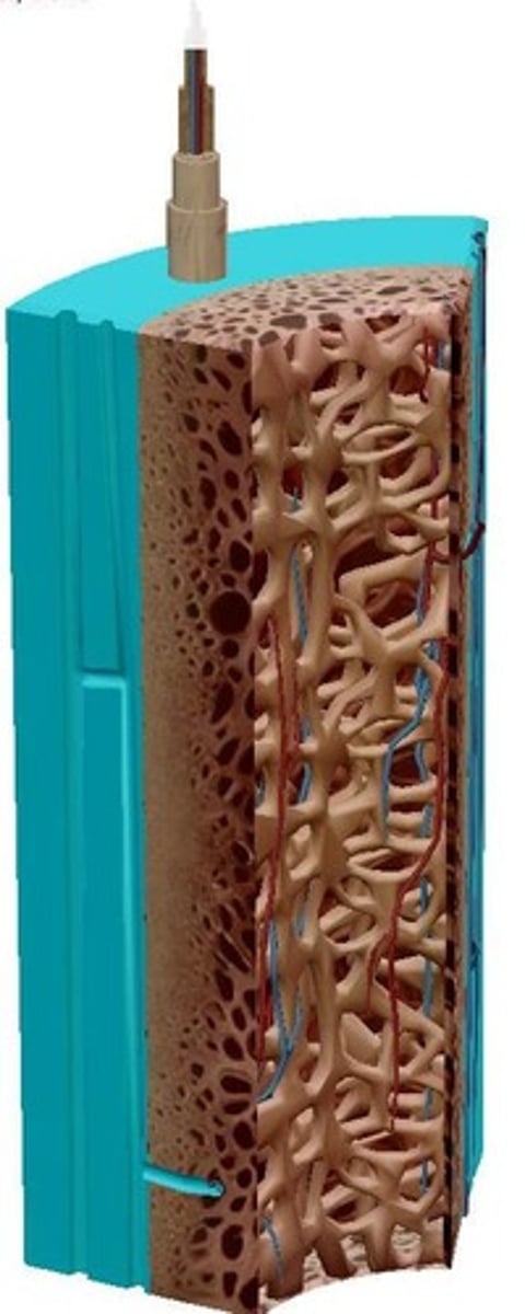 <p>It consists of a network of trabeculae that contain red and yellow bone marrow.</p>