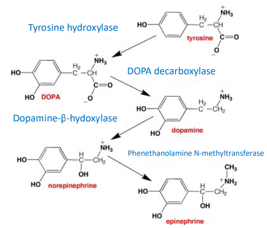 <p>transported in vesicles and converted into NE and EPI in neurons containing appropriate enzymes</p>