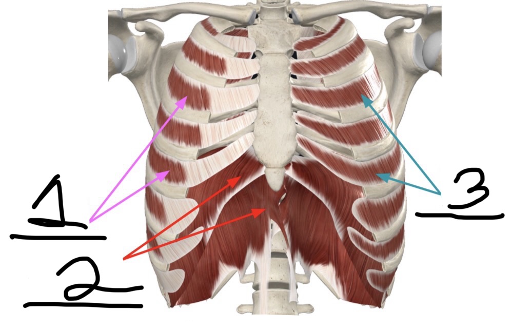 <p>What is muscle number 1?</p>