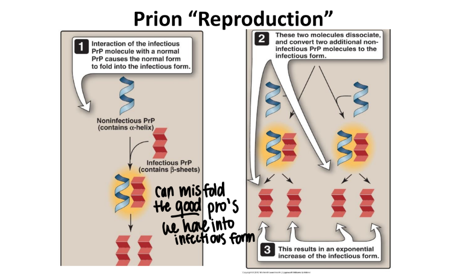 <p>MISFOLDED PRP-SC prions misfold other proteins into the infectious form. </p>