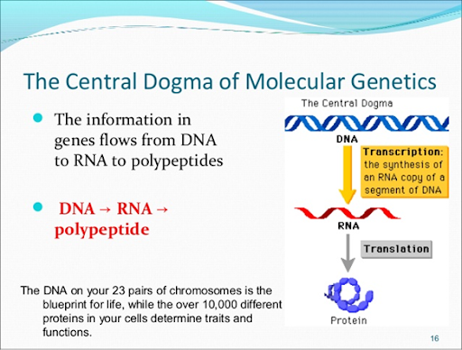 **Molecular/cellular genetics**