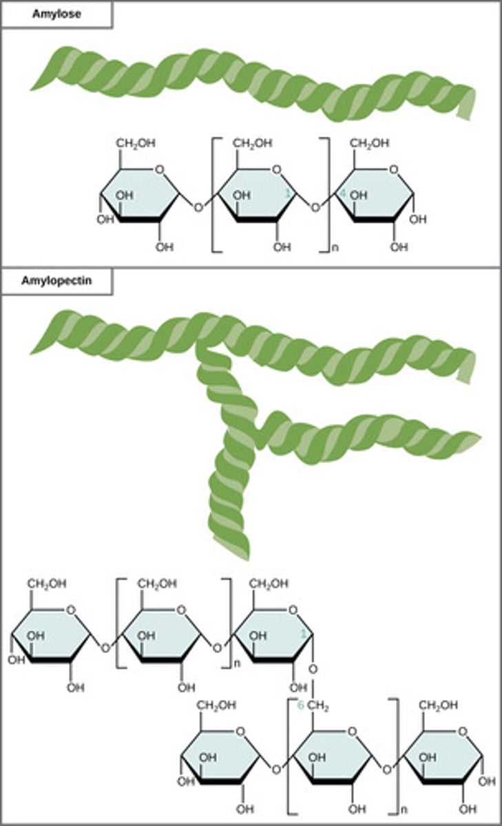 <p>starch</p>