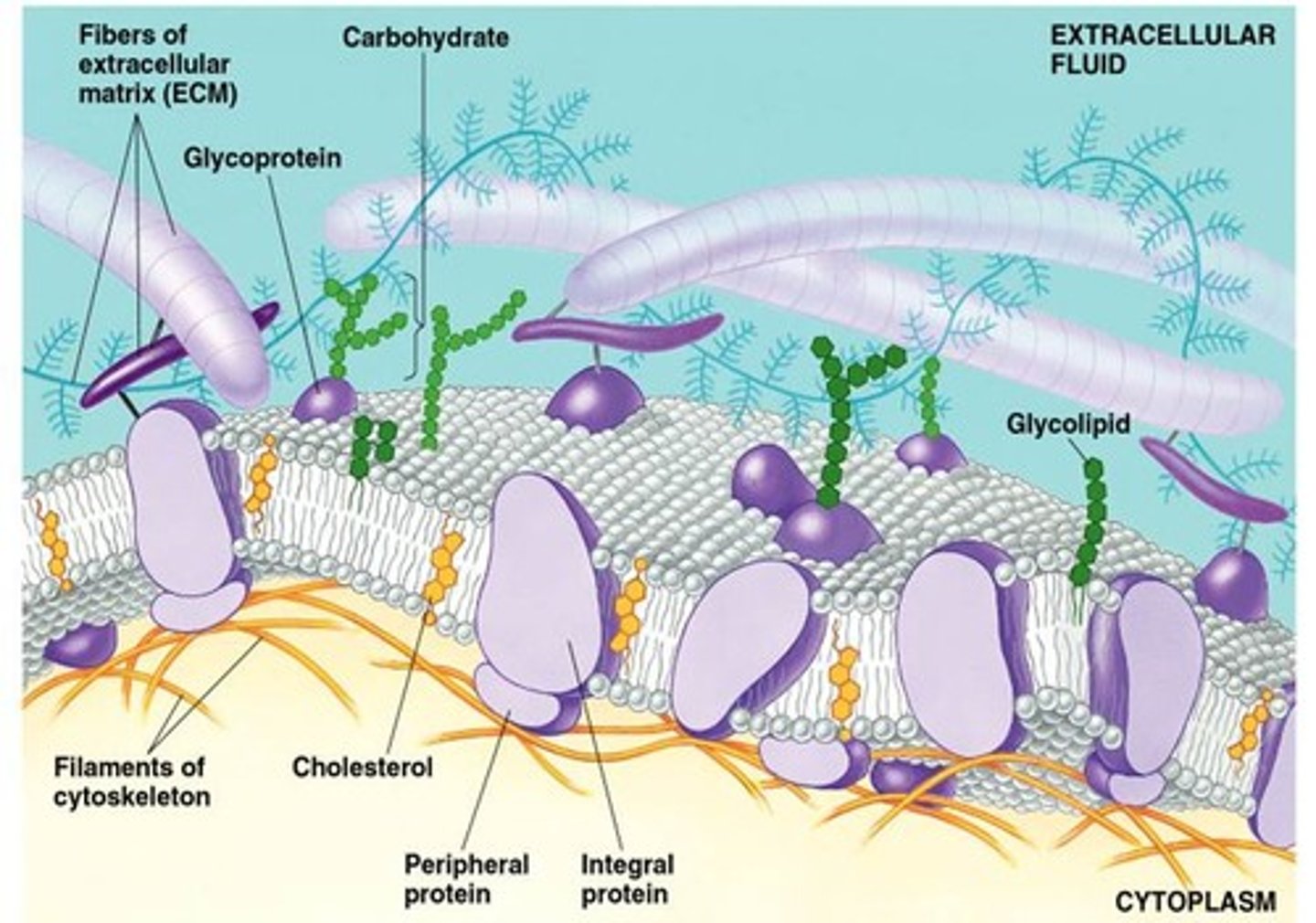 <p>The proteins of a membrane that are not embedded in the lipid bilayer; they are appendages loosely bound to the surface of the membrane.</p>