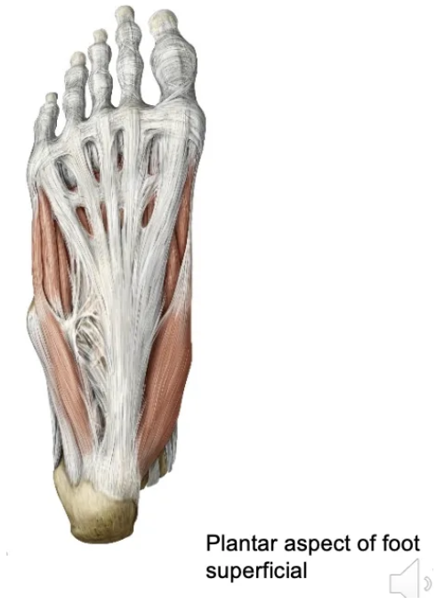 <p>The plantar fascia is a thick connective tissue that supports the arches, acts as a spring during gait, and increases efficiency.</p>
