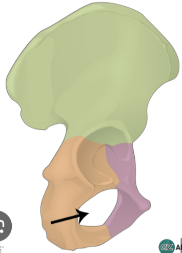 <p>large paired opening below acetabulum, covered by thin fibrous membrane leaving an obturator canal through which the obturator nerve, artery and vein pass </p>