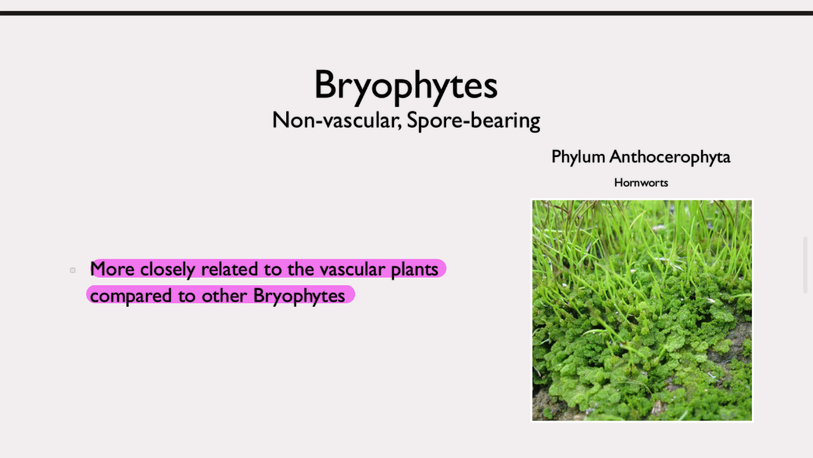 <p>phylum anthocerophyta</p><p>more closely related to vascular plants than other bryophytes </p>