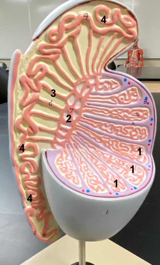 <p>what is this a model of?</p>
