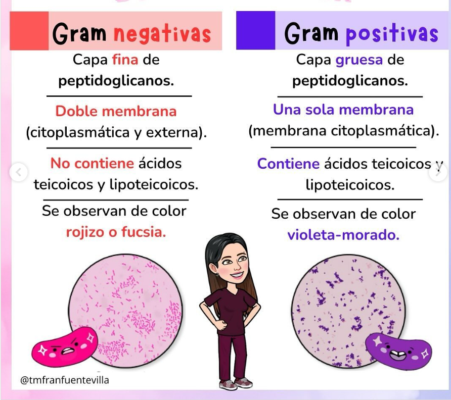 <p>Es una técnica de coloración que permite clasificar a las bacterias según las <strong>características de su pared celular</strong>:</p>