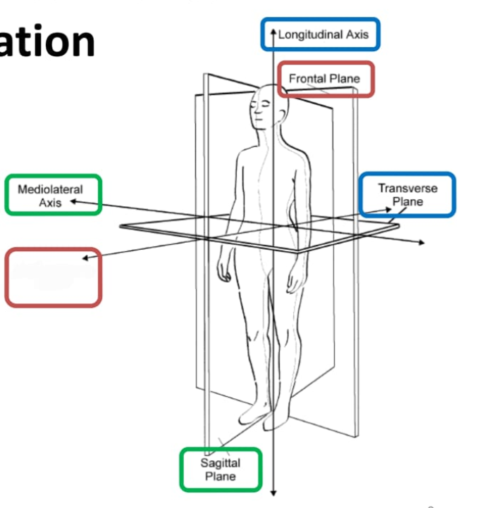 <p>Anteroposterior axis</p>